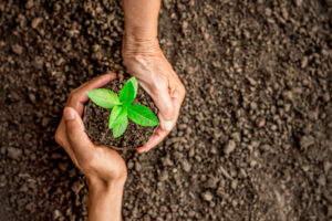 Seedlings,Are,Growing,In,The,Nursery,Bag.,As,The,Hands